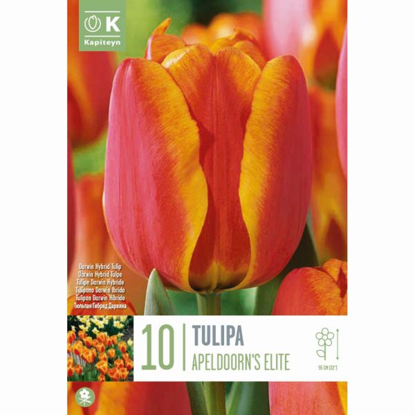 Tulip Darwin Hybrid Apeldoorns Elite - 10 Bulbs